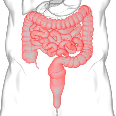 Tıbbi Konsept İçin Küçük ve Büyük bağırsak 3B Görüntü İnsan Sindirim Sistemi Anatomisi