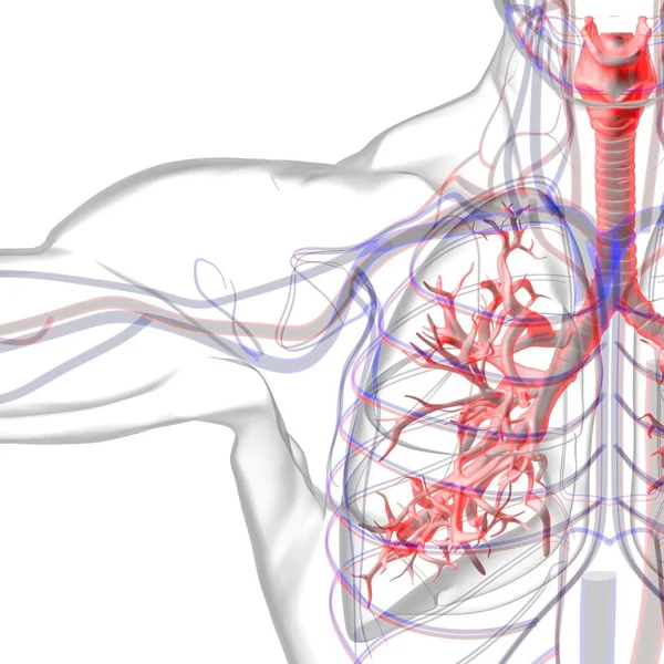 Płuca Ludzki Układ Oddechowy Anatomia Dla Medycznej Koncepcji Ilustracja — Zdjęcie stockowe