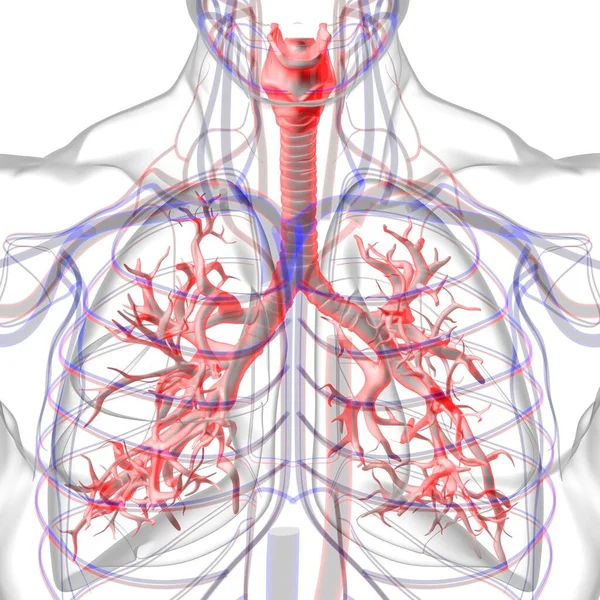 Anatomia Del Sistema Respiratorio Umano Dei Polmoni Concetto Medico Illustrazione — Foto Stock