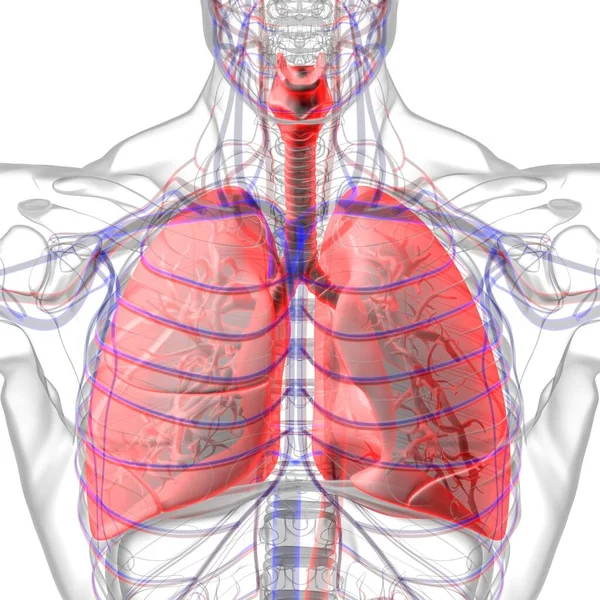 Анатомия Дыхательной Системы Легких Медицинской Концепции Иллюстрация — стоковое фото