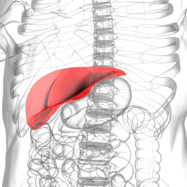 Lever3D Illustratie Menselijke Spijsverteringsstelsel Anatomie Voor Medisch Concept — Stockfoto