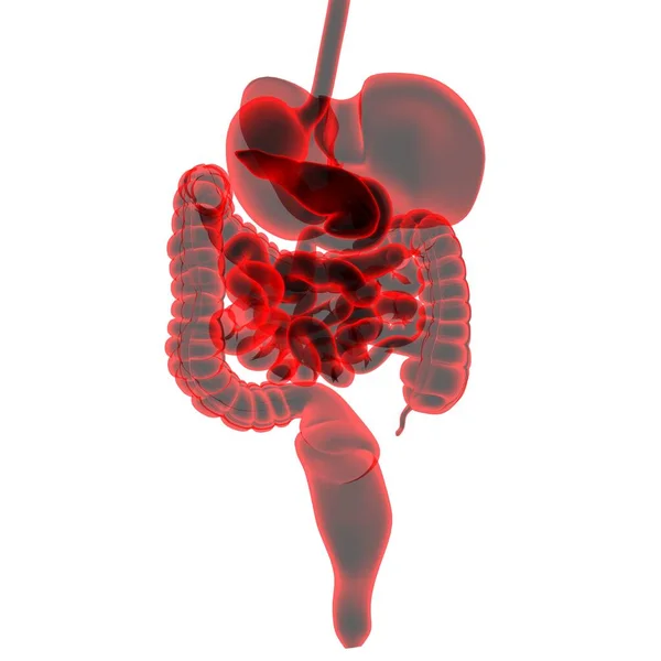 Анатомия Пищеварительной Системы Человека Медицинской Концепции Иллюстрация — стоковое фото