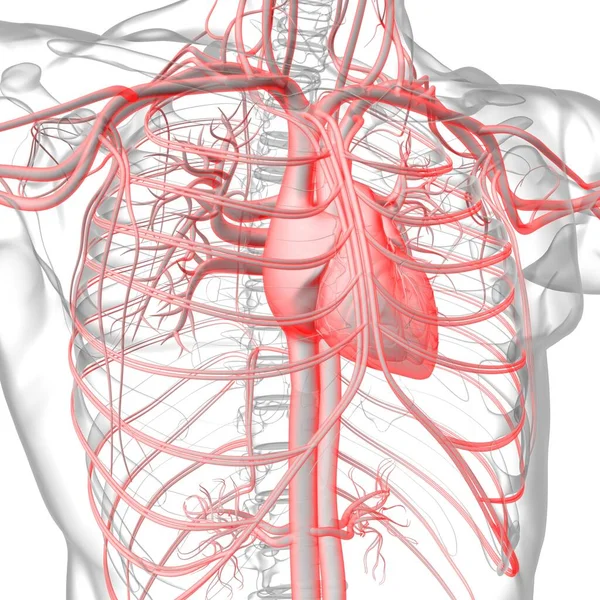 Människans Hjärta Med Cirkulationssystem Anatomi För Medicinskt Koncept Illustration — Stockfoto