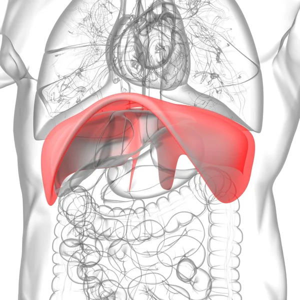Anatomie Humaine Système Respiratoire Diaphragme Pour Illustration Concept Médical — Photo