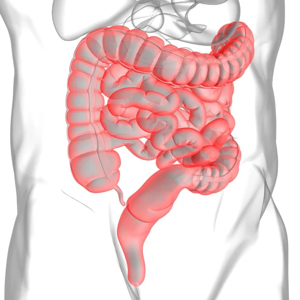 Kleine Grote Darm Illustratie Menselijke Spijsvertering Anatomie Voor Medisch Concept — Stockfoto