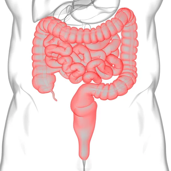 Dünn Und Dickdarm Illustration Humanes Verdauungssystem Anatomie Für Medizinisches Konzept — Stockfoto