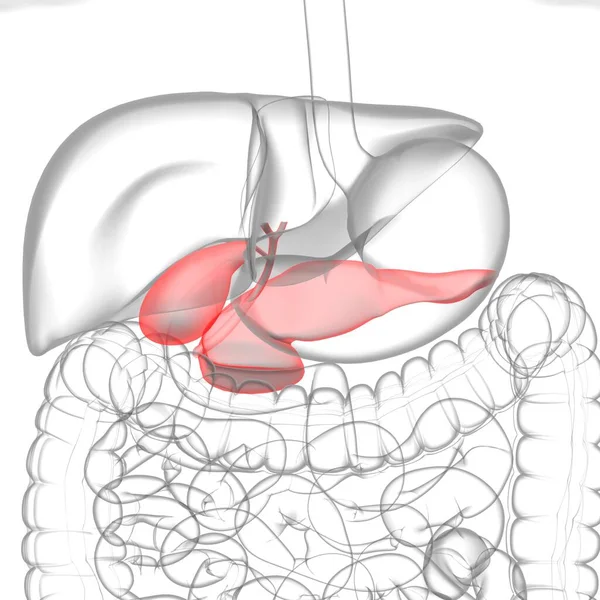 Gall Bladder Human Digestive System Anatomy Medical Concept Illustration — 스톡 사진