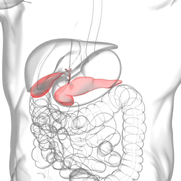 Anatomia Del Sistema Digestivo Umano Del Pancreas Illustrazione Medica Concetto — Foto Stock