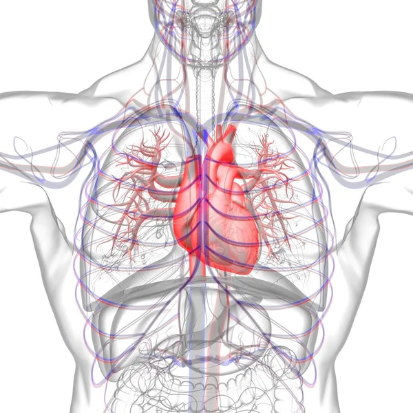 Anatomie Cardiaque Humaine Pour Concept Médical Illustration — Photo