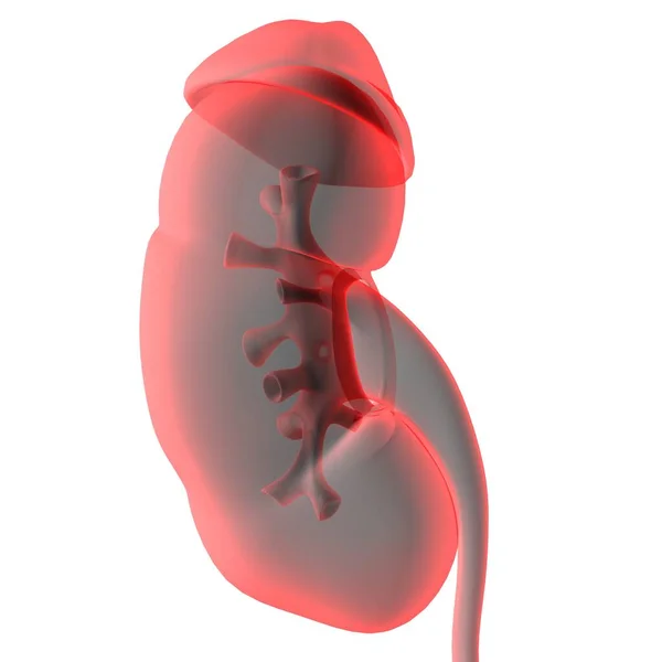 Nieren Des Menschlichen Harnsystems Mit Blasenanatomie Für Medizinisches Konzept Illustration — Stockfoto