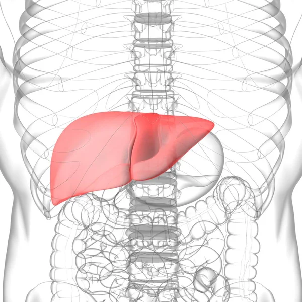 Karaciğer Görüntü Nsan Sindirim Sistemi Anatomisi Tıbbi Konsept Çin — Stok fotoğraf