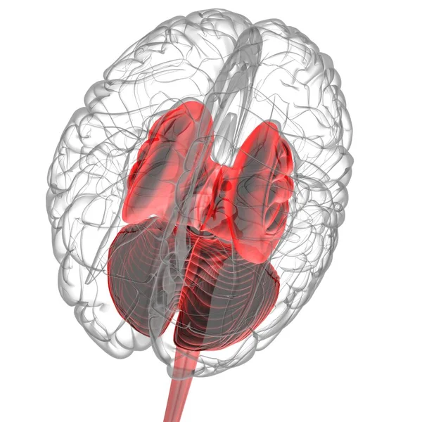 医学概念三维图解的人脑内部解剖 — 图库照片