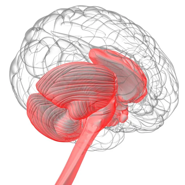 Anatomie Interne Parties Cerveau Humain Pour Illustration Concept Médical — Photo