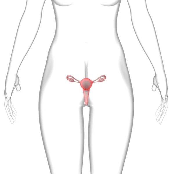 女性生殖系统解剖用于医学概念3D说明 — 图库照片