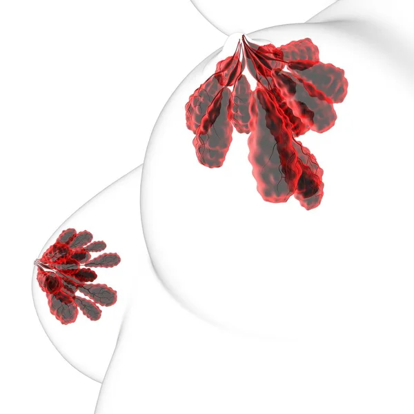 乳腺解剖用于医学概念3D图解 — 图库照片