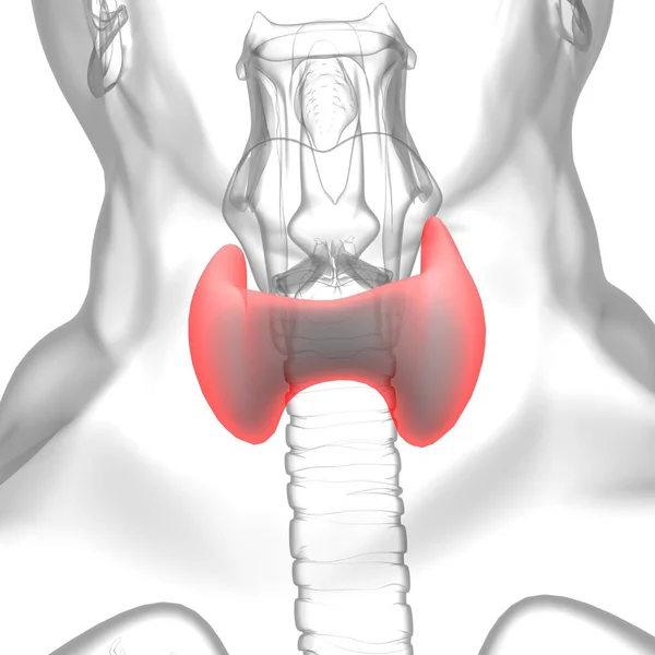 Anatomia Glândula Tireóide Para Ilustração Médica Conceito — Fotografia de Stock