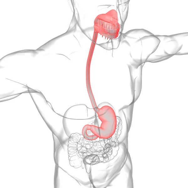 Stomach Anatomy Human Digestive System Medical Concept Illustration — Stock Photo, Image