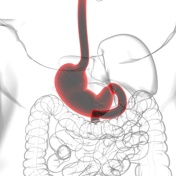 Sistema Digestivo Humano Anatomia Estômago Para Ilustração Médica Conceito — Fotografia de Stock