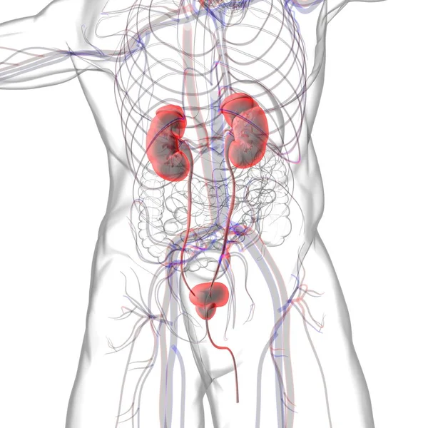 의학적 삽화에 방해석 Bladder Anatomy Medical Concept Illustration 비뇨기과 — 스톡 사진