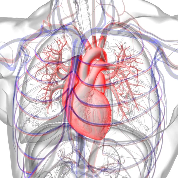 Människans Hjärta Anatomi För Medicinska Begrepp Illustration — Stockfoto