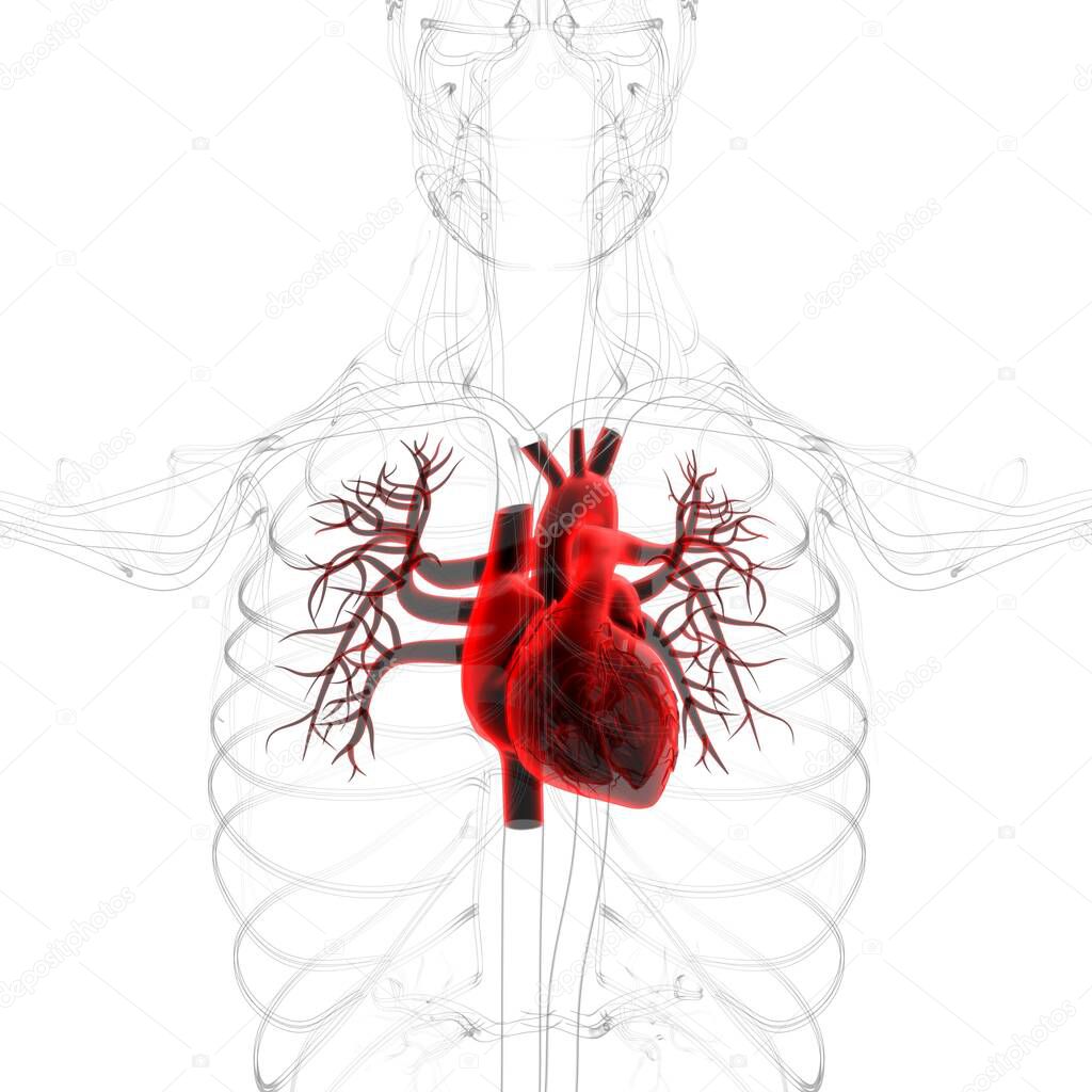 Lungs Human Respiratory System Anatomy For Medical Concept 3D Illustration