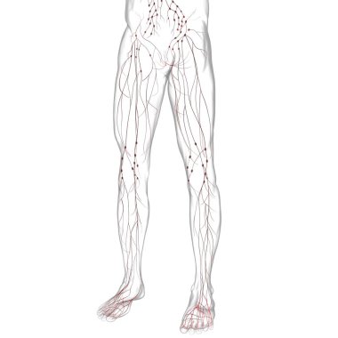 Tıbbi Konsept için İnsan Lenf Düğümleri Anatomisi 3 boyutlu Görüntü