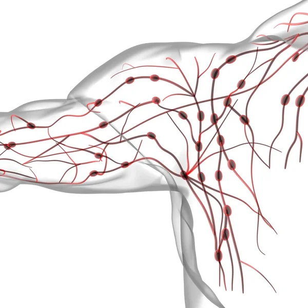 Human Lymph Nodes Anatomy Medical Concept Illustration — Stock Photo, Image