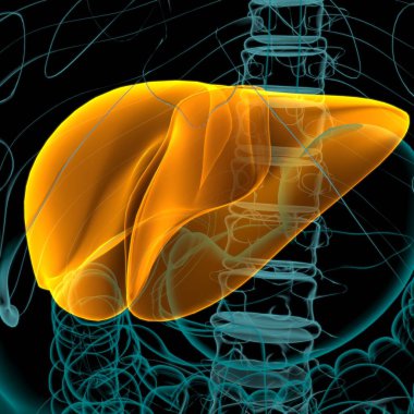 Karaciğer 3D Görüntü İnsan Sindirim Sistemi Anatomisi Tıbbi Konsept İçin