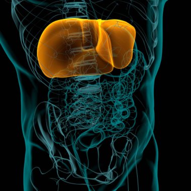 Karaciğer 3D Görüntü İnsan Sindirim Sistemi Anatomisi Tıbbi Konsept İçin