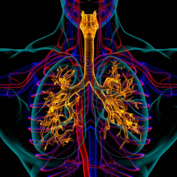 Lungs Human Respiratory System Anatomy Medical Concept Illustration — Stock Photo, Image