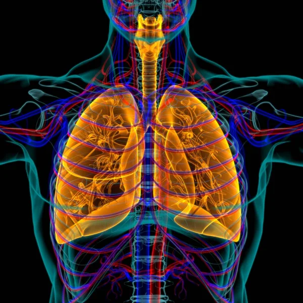 Anatomia Humana Sistema Respiratório Dos Pulmões Para Ilustração Médica Conceito — Fotografia de Stock