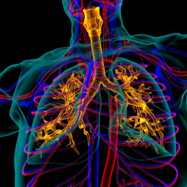 Lungs Human Respiratory System Anatomy Medical Concept Illustration — Stock Photo, Image