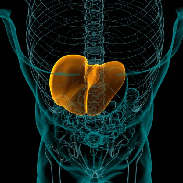 Anatomia Humana Sistema Digestivo Ilustração Fígado Para Conceito Médico — Fotografia de Stock
