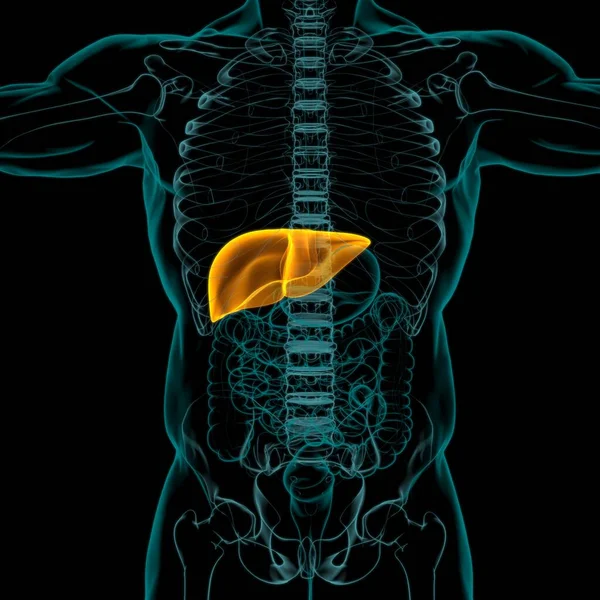 Karaciğer Görüntü Nsan Sindirim Sistemi Anatomisi Tıbbi Konsept Çin — Stok fotoğraf
