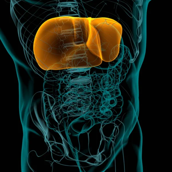 肝脏3D图解人体消化系统解剖医学概念 — 图库照片