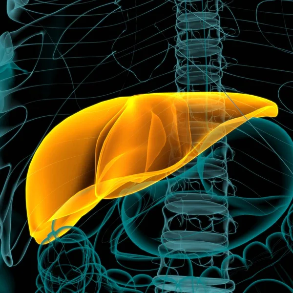 Karaciğer Görüntü Nsan Sindirim Sistemi Anatomisi Tıbbi Konsept Çin — Stok fotoğraf