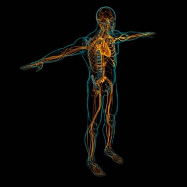 Tıbbi Konsept 3 boyutlu İllüstrasyon İçin Dolaşım Sistemi Anatomisi Olan İnsan Kalbi