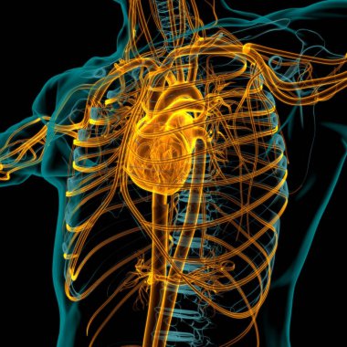 Tıbbi Konsept 3 boyutlu İllüstrasyon İçin Dolaşım Sistemi Anatomisi Olan İnsan Kalbi