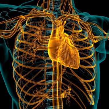 Tıbbi Konsept 3 boyutlu İllüstrasyon İçin Dolaşım Sistemi Anatomisi Olan İnsan Kalbi