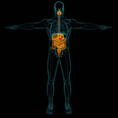 Tıbbi Konsept 3B Resim İçin İnsan Sindirim Sistemi Anatomisi