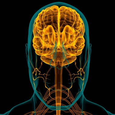 Tıbbi Konsept için İnsan Beyni Anatomisi 3 boyutlu İllüstrasyon