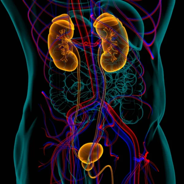 人間の尿系腎臓と膀胱の解剖学的構造 3Dイラスト — ストック写真
