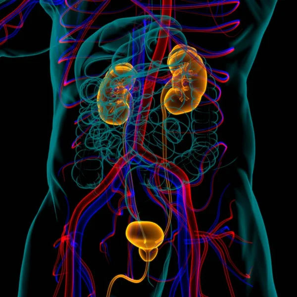 Riñones Del Sistema Urinario Humano Con Anatomía Vejiga Para Ilustración — Foto de Stock