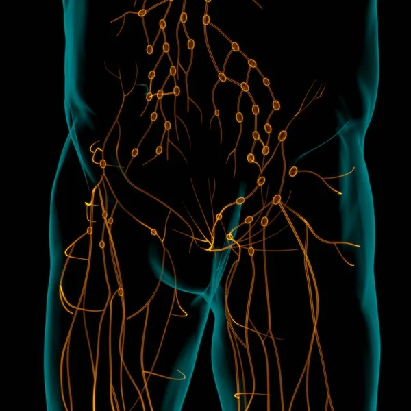 Anatomie Humaine Nœuds Lymphatiques Pour Illustration Concept Médical — Photo