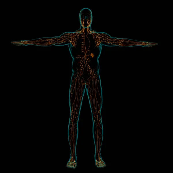 Ανθρώπινη Λεμφική Ανατομία Κόμβων Για Ιατρική Έννοια Εικονογράφηση — Φωτογραφία Αρχείου