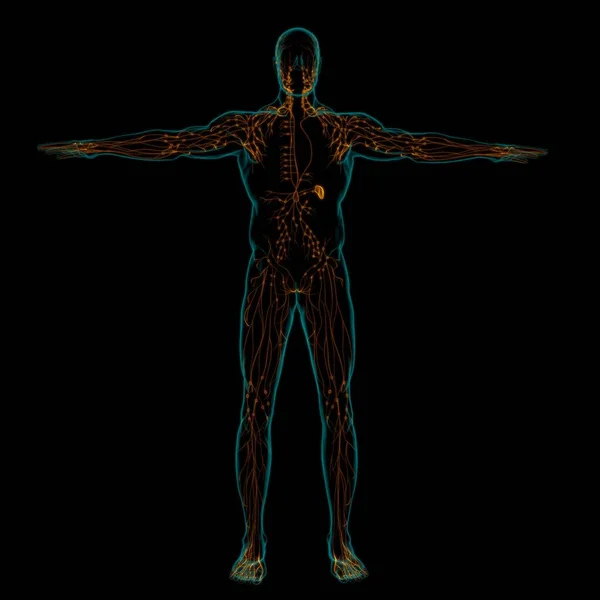 Human Lymph Nodes Anatomy Medical Concept Illustration — 스톡 사진