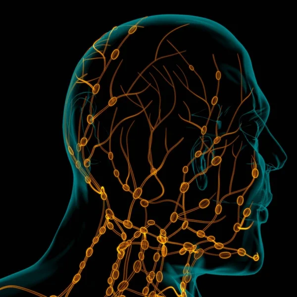 Human Lymph Nodes Anatomy For Medical Concept 3D Illustration