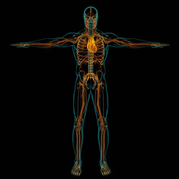 Corazón Humano Con Anatomía Del Sistema Circulatorio Para Ilustración Del — Foto de Stock