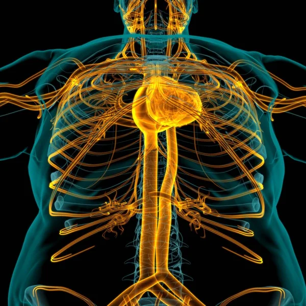 Human Heart Circulatory System Anatomy Medical Concept Illustration — Stock Photo, Image