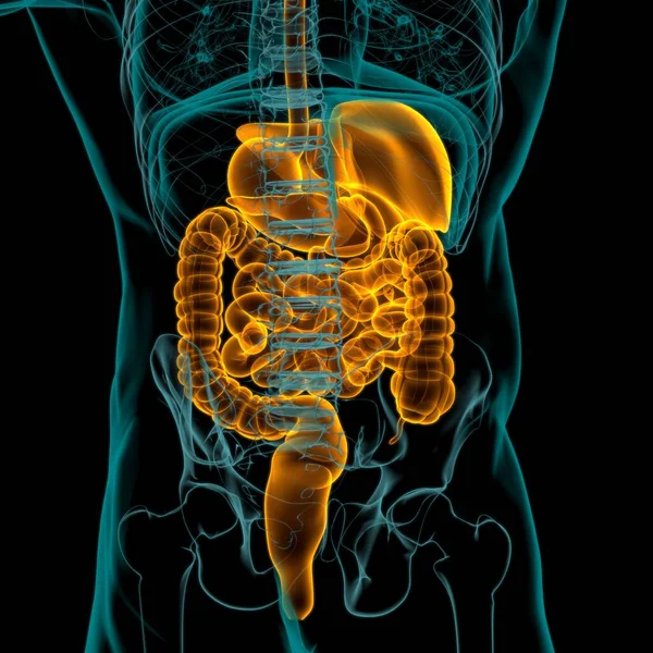 Tıbbi Konsept Resim Çin Nsan Sindirim Sistemi Anatomisi — Stok fotoğraf